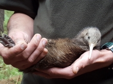 Northland brown kiwi chicks leave the nest when they are about 5 days old.