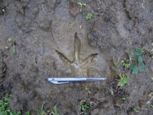 How-to-measure-kiwi-footprints