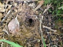 Kiwi Probe Hole
