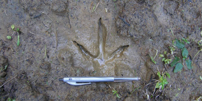 Kiwi Foot Print in the Mud