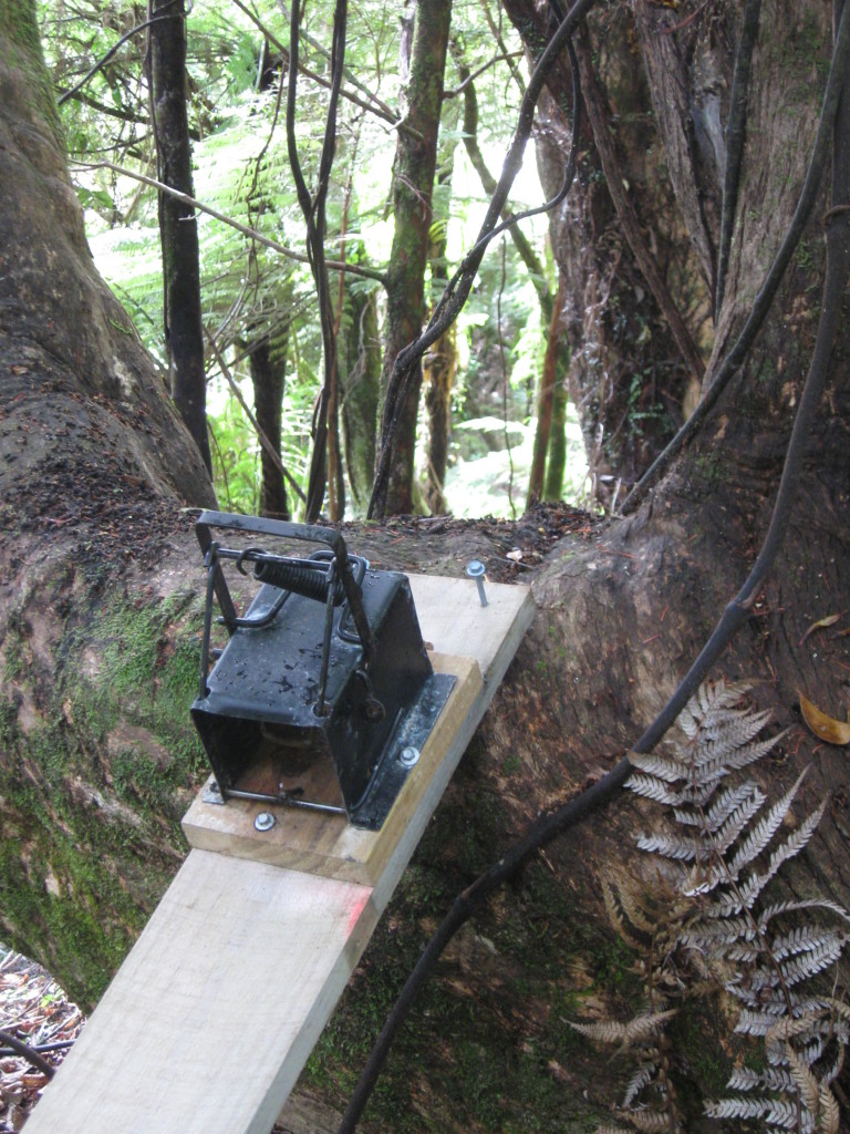 SA Feral Cat trap - Kiwi Coast Northland Project