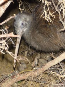 Whangarei Heads Kiwi 