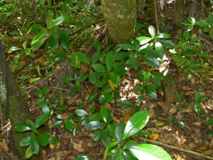 New karaka seedlings (Photo: Wade Doak)