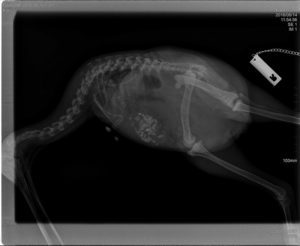 Kiwi X-ray