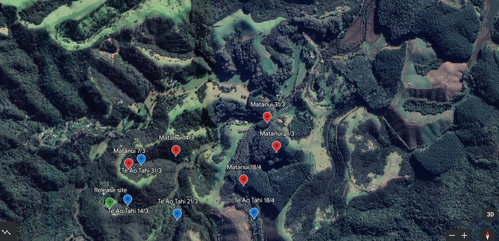 Te Ao Tahi and Matanui the kiwi's tracking map shortly after release. Image: Tutukaka Landcare