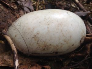 Northland brown kiwi egg