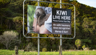 Kiwi Coast Hihi Billboard