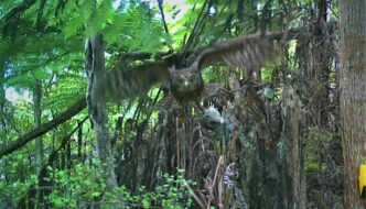 Ruru protecting nest at Langs, 2021. Photo: PBL