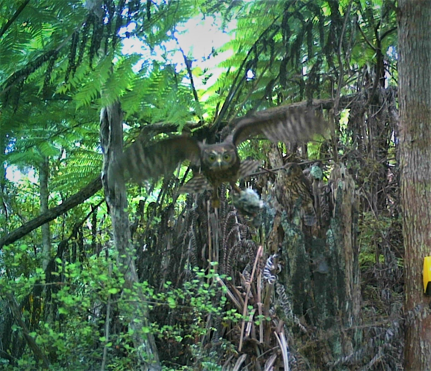 Ruru protecting nest at Langs, 2021. Photo: PBL
