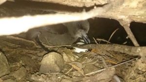 Grey Faced Petrel on its nest at Bream Head