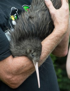 Barney the elusive Tutukaka kiwi (Photo: Brent Lewis)