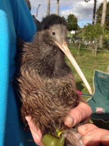 Blossom the Kiwi