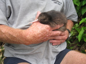 Todd Hamilton with Dallas' chick