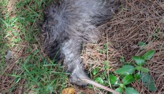 Dead kiwi Tumanako_Taheke Landcare 2023