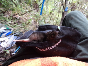 JR's kiwi chicks hatch