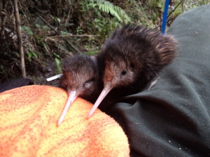 kiwi chicks at Whangarei Heads