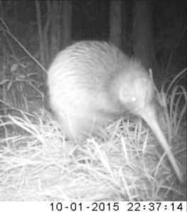 Kip the kiwi caught on camera