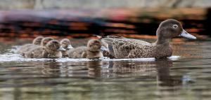 Pateke with chicks  October 2014