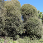 Pittosporum_obcordatum-002