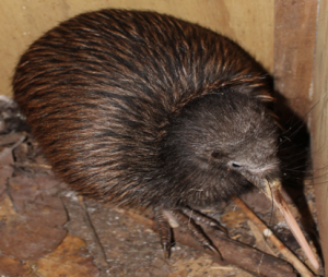 Puketotara kiwi