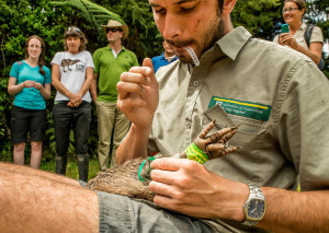 Barney the kiwi gets his transmitter checked by Rolf Fuchs from DOC