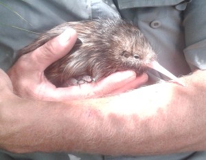 Tanekaha Kiwi Chick Kiwi Coast