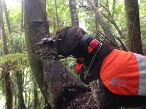 Tohu the specially trained "kiwi dog"