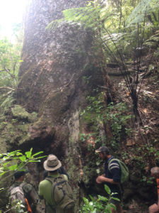 kauri-dieback-workshops