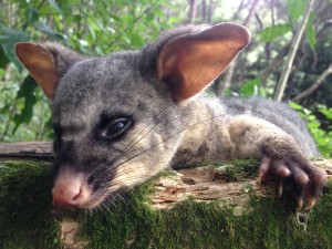 possum mt tiger