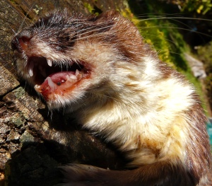 Stoat jaws Kiwi Coast