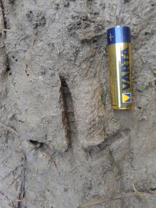 Footprint found at Brynavon 