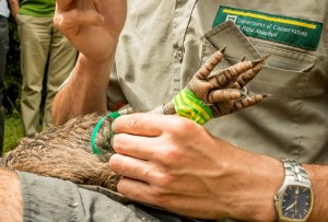 Rolf from the Department of Conservation checks Barney's transmitter