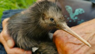 Moturoa Kiwi Chick held by Carol Ralph_Kiwi CoastFebruary 2024